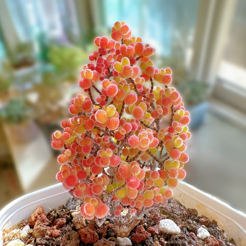 多肉植物糖球枝干番杏花卉高端盆栽稀有品种名贵精品大绿植好养活