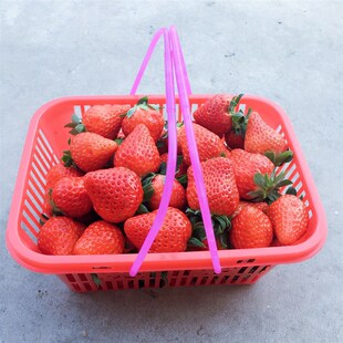 草莓篮塑料篮方篮草莓采摘篮草莓篮厂方直销方形一次性塑料篮