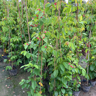 使君子花苗爬藤植物重瓣藤类攀爬花卉室外庭院阳台围墙水君子花苗