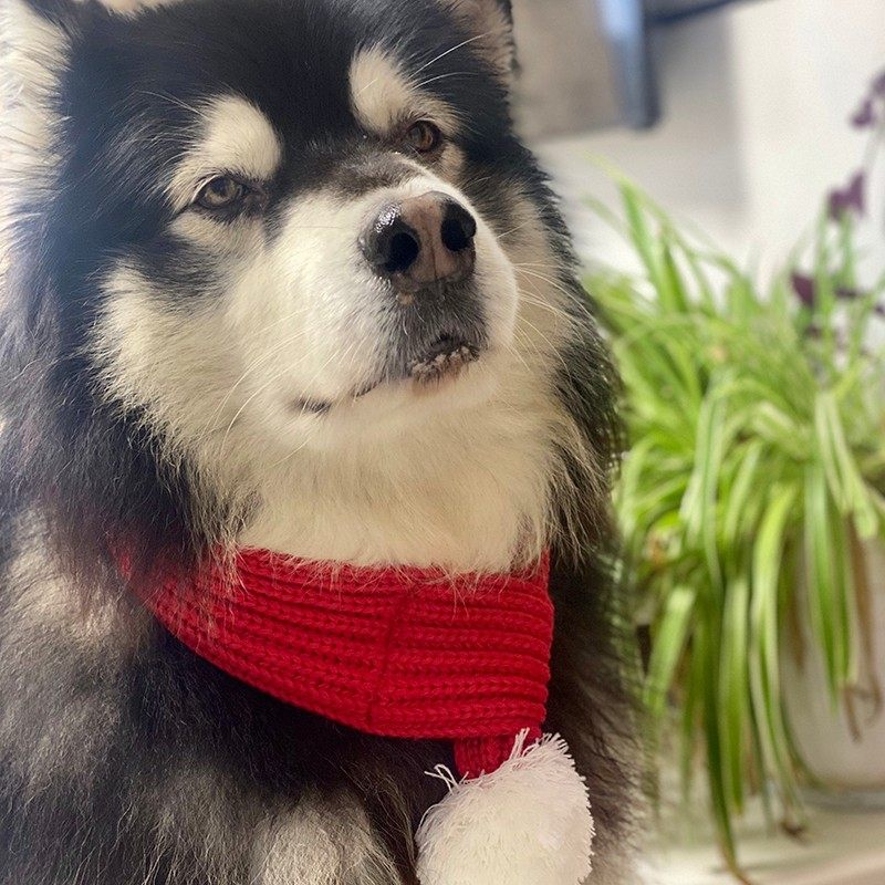 圣诞节日 宠物猫狗毛线围巾  萨摩边牧哈士奇比熊 圣诞新年 喜庆,宠物/宠物食品及用品,围巾/口水巾,淘宝优惠券,粉丝福利购,淘宝优惠卷