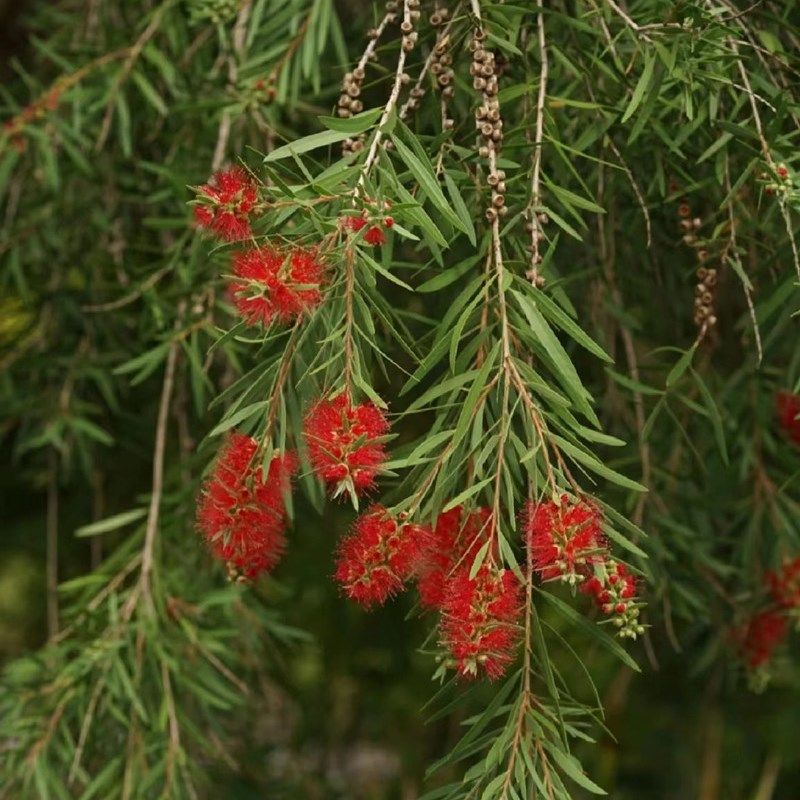 多花红千层树苗红千层串钱柳毛绒花庭院阳台盆栽花园常绿,鲜花速递/花卉仿真/绿植园艺,绣球/木绣球/木本植物,淘宝优惠券,粉丝福利购,淘宝优惠卷