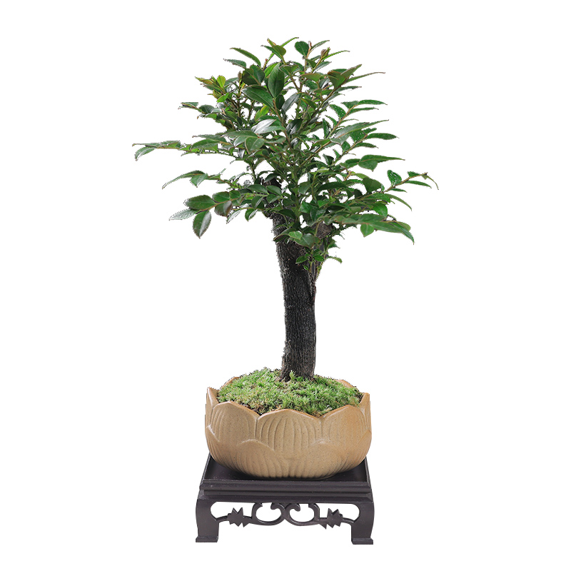 小叶紫檀盆栽树苗室内绿植办公室桌面四季常青植物老桩盆景好养活