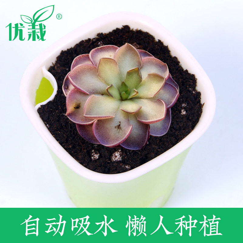 优栽捕虫堇食虫植物食人花捕蝇草驱蚊草卧室喜阴多肉花卉爱丝盆栽