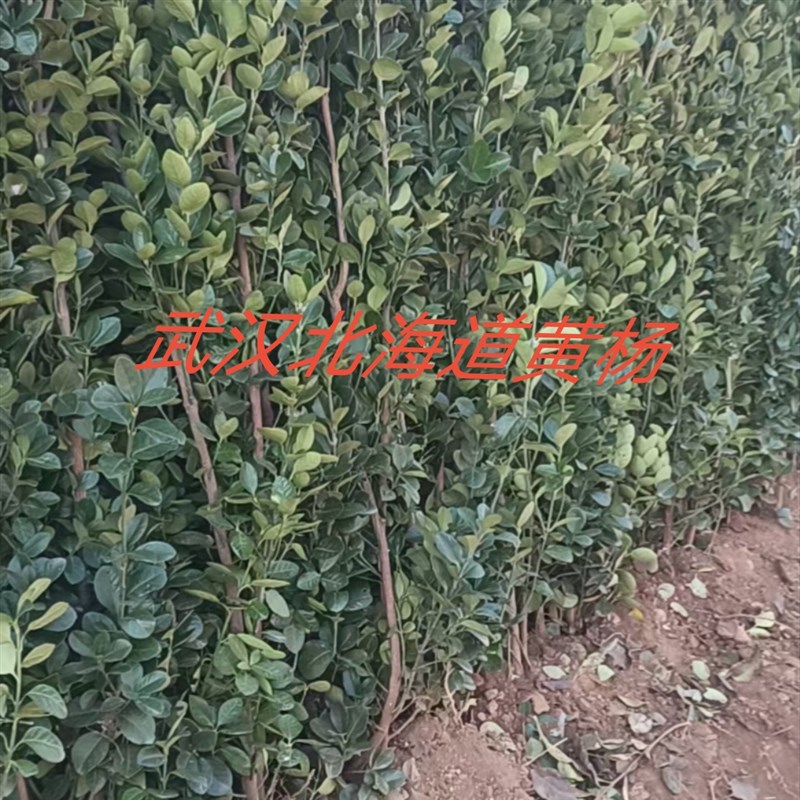 武汉裕康园林 北海道黄杨树苗 围墙篱笆 北海道黄杨苗 冬青树围栏