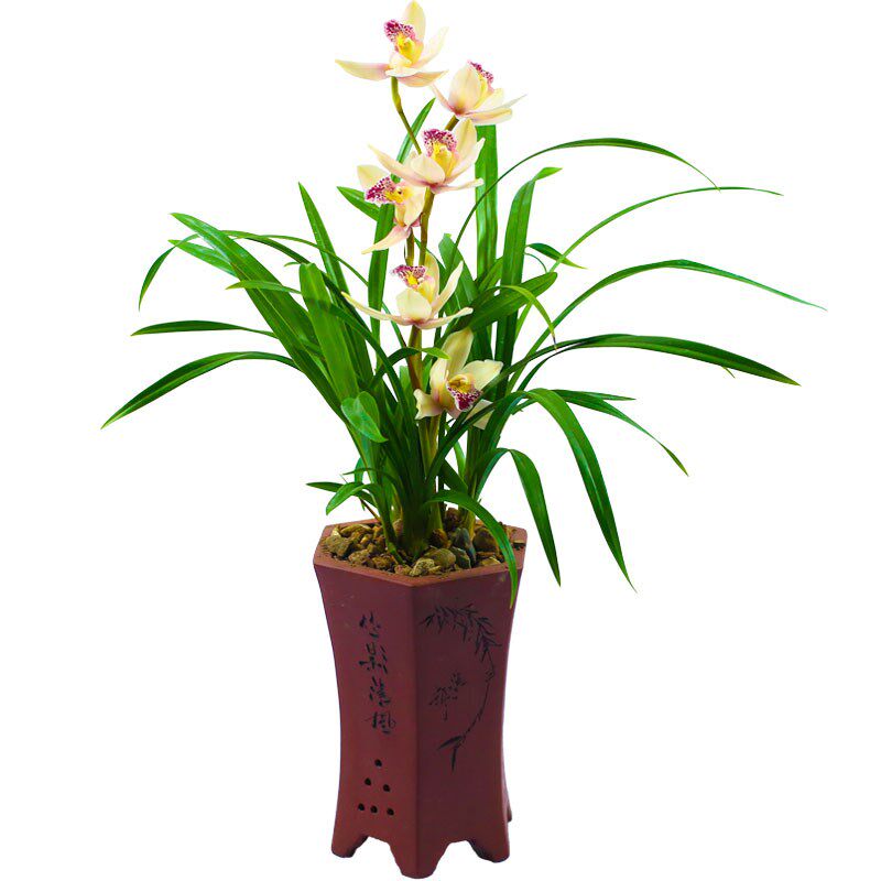 兰花苗建兰四季兰名贵盆栽花卉植物浓香客厅室内兰草国