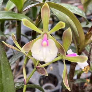 树兰带花苞原盆连体室内室外办公室洋兰客厅卧室花卉石斛兰卡特兰