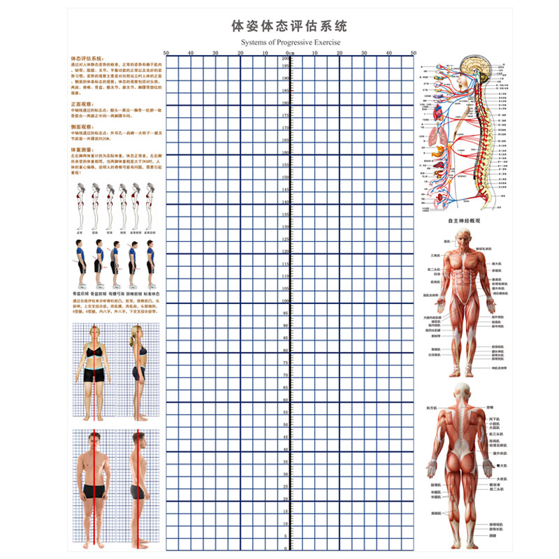 体态评估墙贴精准尺寸身高测量表健身房体测网格纸身体矫正体态表