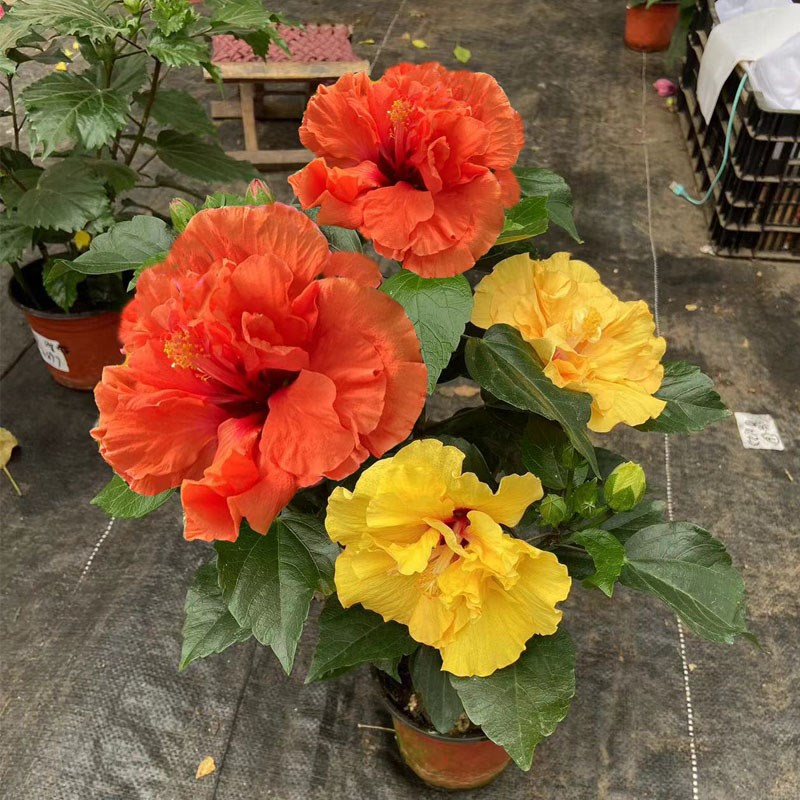 两色丹麦木槿花苗重瓣朱槿四季花盆栽室内阳台花卉养