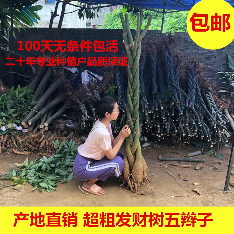 辫子发财树盆栽客厅植物绿植大型植物四季常青室内店面绿植 招财