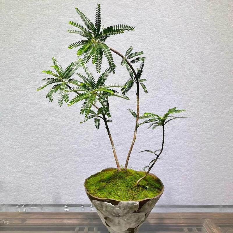 花与花器 海岛叶下珠盆栽绿植 高端盆景单品景观设计组盆禅意植物
