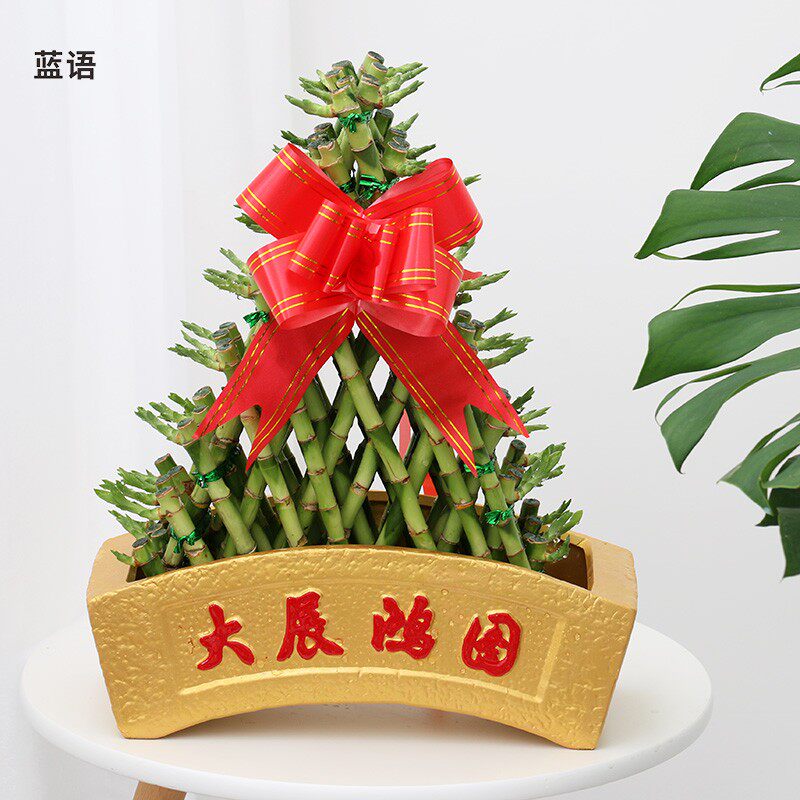 大八层节节高 富贵竹开运转运竹 办公室绿色植物水养水培绿植盆栽