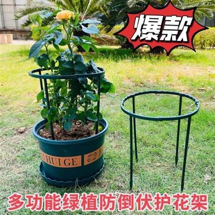 盆栽金钱树昙花专用花架爬藤支架固定花卉植物的花盆支撑杆架防倒