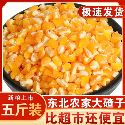 当季新鲜玉米碴新货东北大碴子易煮熟好煮大玉米碴煮粥杂粮大碴子