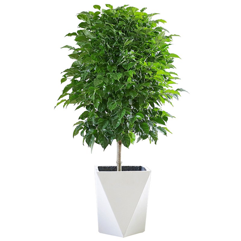 幸福树独杆棒棒糖老桩绿植客厅盆栽大绿宝植物室内除甲醛真树盆景