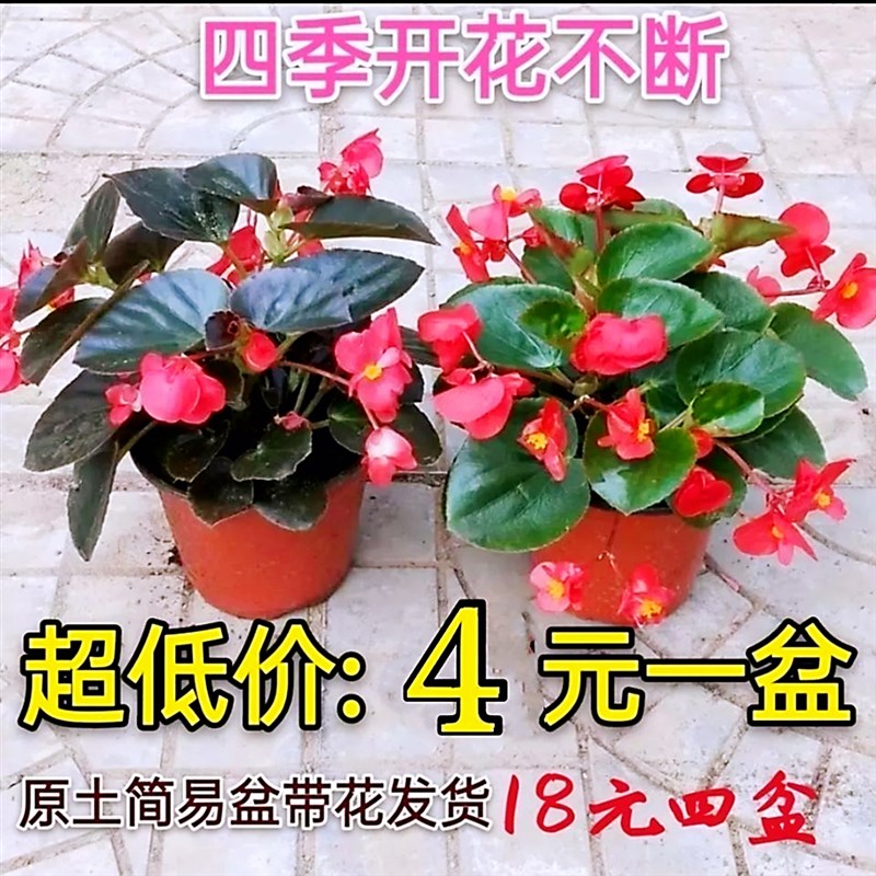 四季海棠丽格海棠花盆栽室内庭院四季开花秋海棠玻璃翠大花重瓣