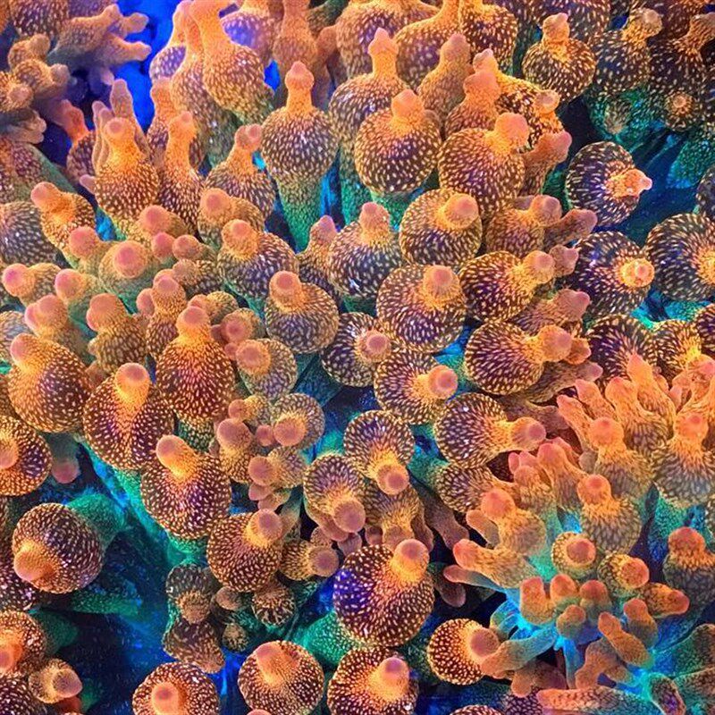 红奶嘴海葵珊瑚好看好养颜色靓海缸珊瑚