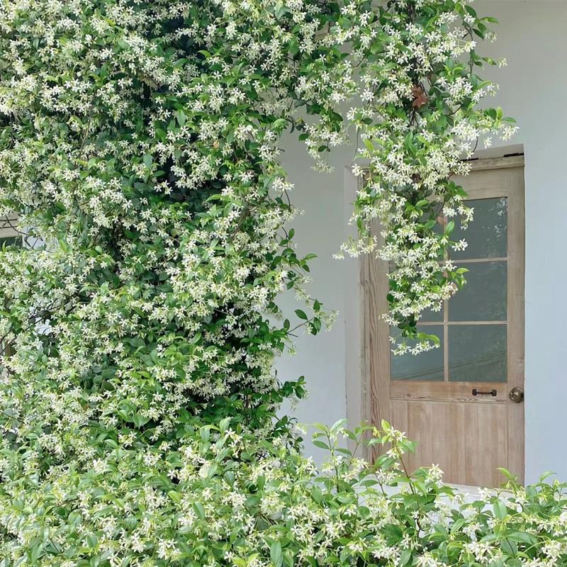 白风车茉莉盆栽络石藤垂丝浓香爬藤花卉耐寒阳台盆栽植物四季常青