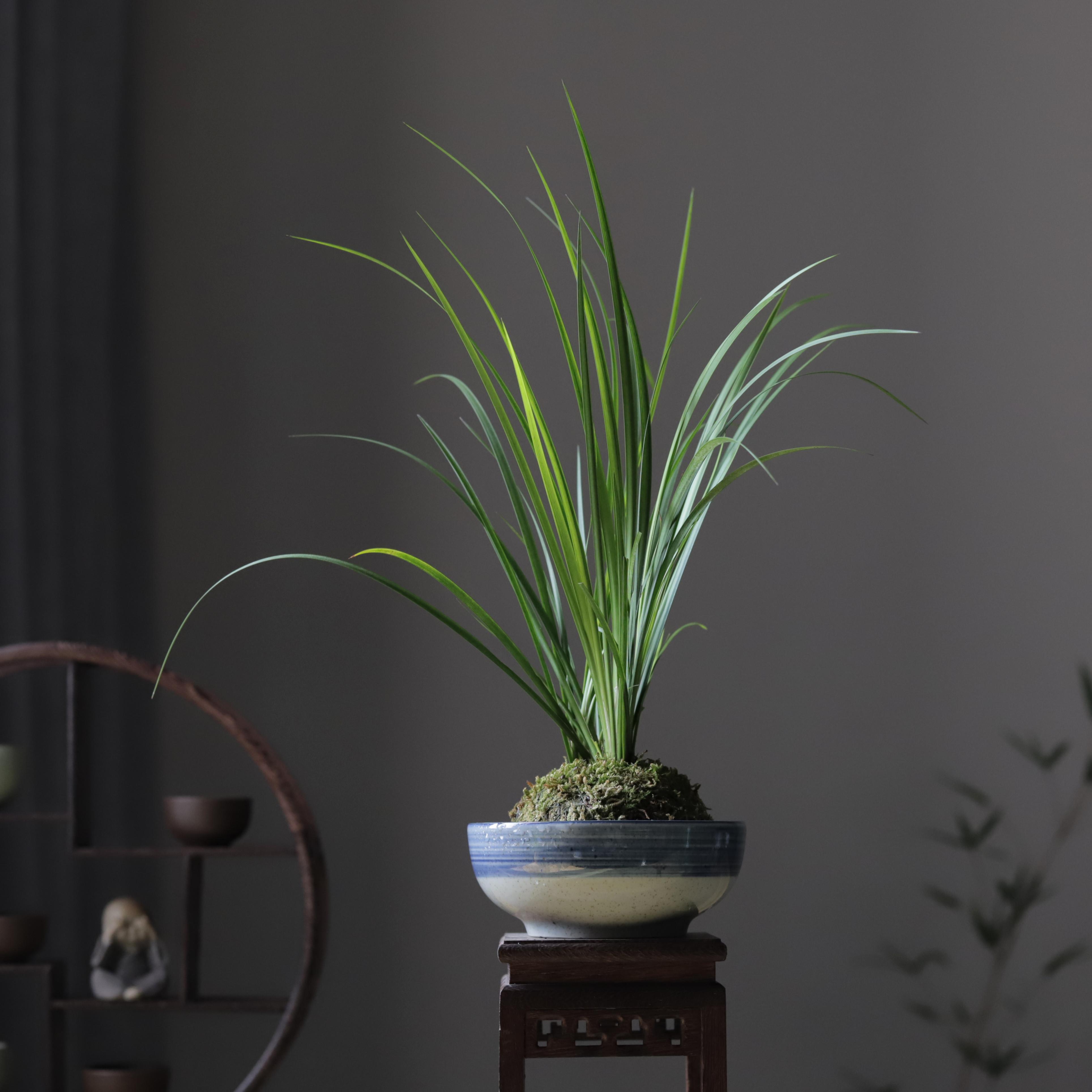 苔玉苔藓球胧月菖蒲书房清雅茶桌办公室中式禅意水培绿植盆栽摆件