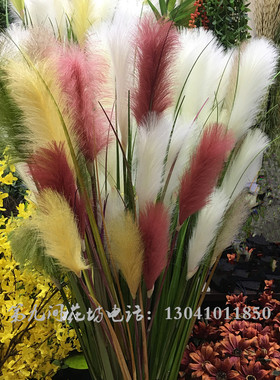 长枝仿真芦苇干花干草田园单支白色花卉五谷杂粮客厅橱窗落地装饰