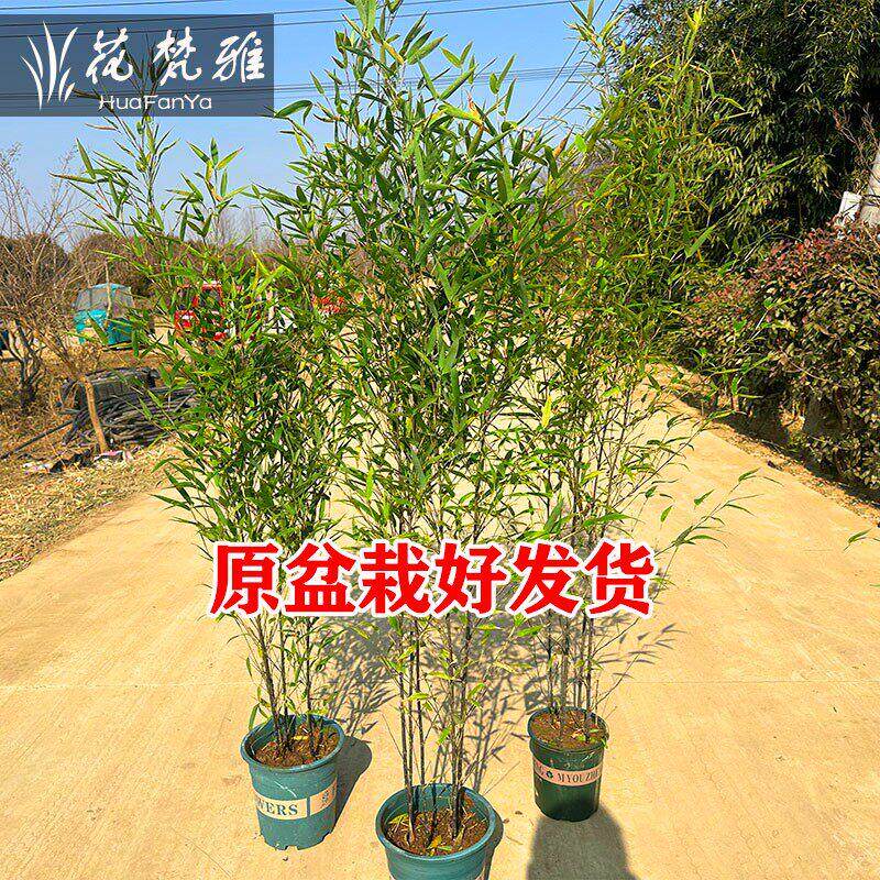 不剪头紫竹原盆原土竹子院庭景观紫1111竹耐观赏竹子寒苗四季苗青