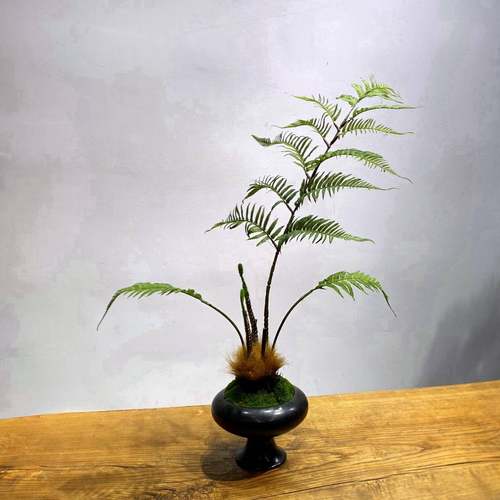 彷栽真蕨类植物造景蕨室内彷生景观金丝L016盆绿植微观景猴头蕨草