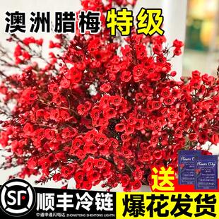 束澳洲腊梅鲜花鲜切花客水养干花插花七彩澳洲件云南基地直发摆年