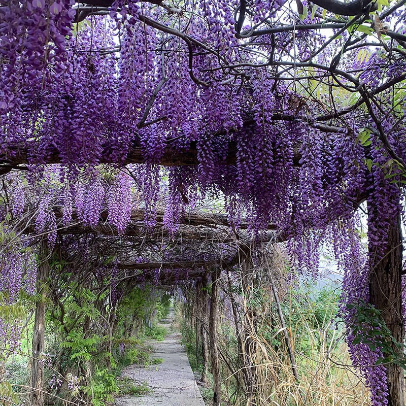 森农哥带叶土丰花紫藤树苗花苗盆栽老桩萝藤蔓爬藤植物花卉