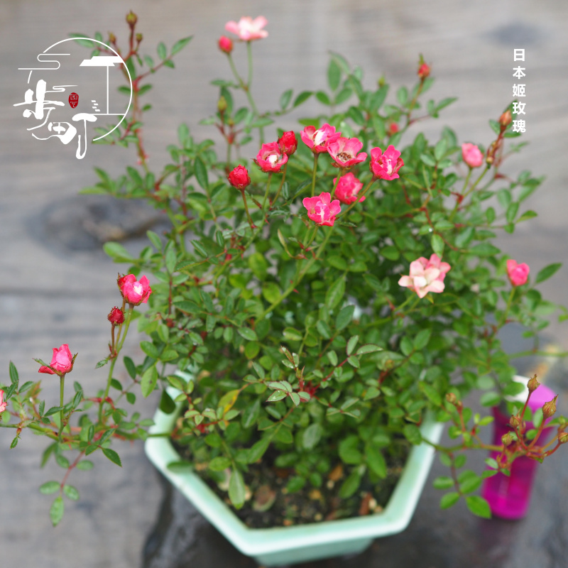 姬玫瑰月季须惠姬好养迷你提根造型盆景一物一拍