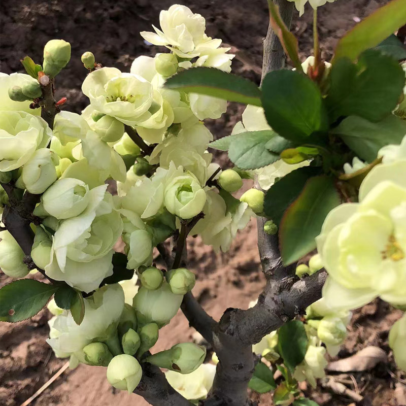 绿宝石海棠花盆栽彩玉海棠老桩银长寿绿色海棠盆景树苗阳台室内花