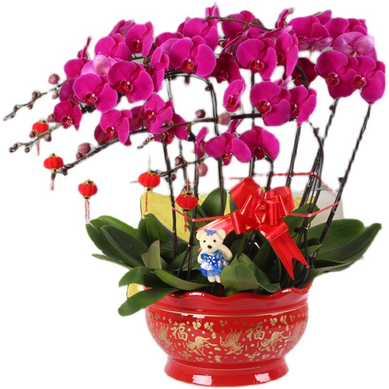 合肥蝴蝶兰花开业乔迁绿植盆栽前台鲜花速递同城送年宵花郑州成都