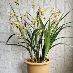 带花苞经典浓香 金边小桃红 开花机器 发芽超多 四季兰花期长