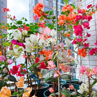 飘枝三角梅高细杆马斯不甜西瓜苏瓦娜橙白橙粉公主卡亚塔四季开花