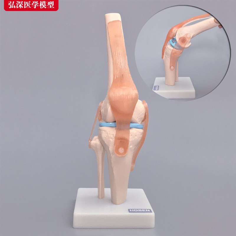 膝关节教学模型人体膝盖骨骼韧带半月.板教学模具
