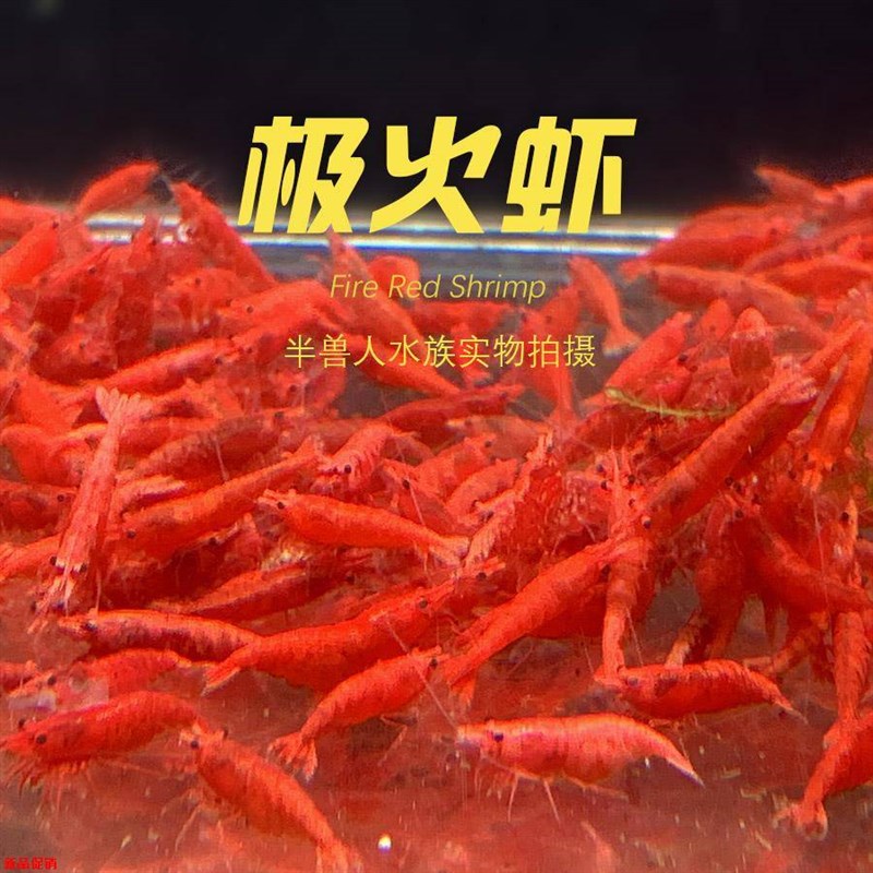 鱼缸清理虾 极火虾公母混捞可繁殖淡水观赏虾集火非烤漆除藻