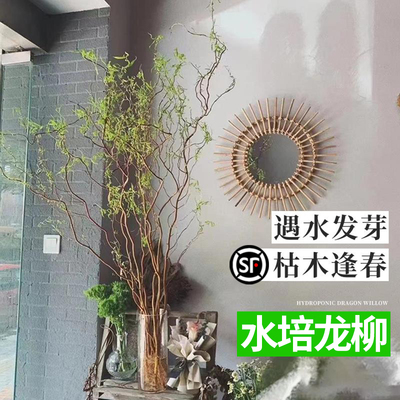 水培植物龙柳鲜枝切花水养绿植雪柳干支室内吊钟泡水长根家居装饰