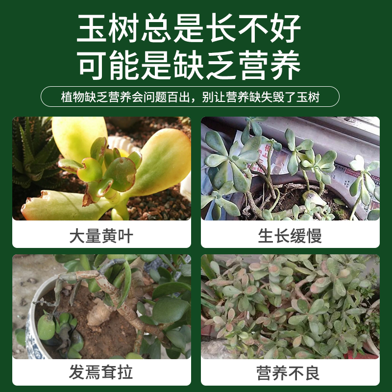 玉树营养液花肥大叶玉树专用肥料叶面肥盆栽老桩肥料治黄叶白斑