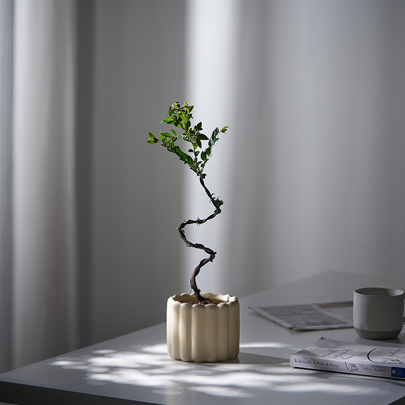 造型小叶紫檀绿植盆栽驱蚊花卉好养小盆栽净化空气甲醛四季常绿