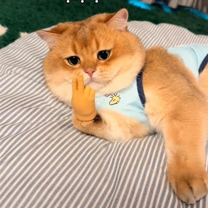 猫手指套猫咪人手玩具逗猫撸猫手套迷你高弹力软胶小猫爪搞笑可爱,宠物/宠物食品及用品,逗猫棒,淘宝优惠券,粉丝福利购,淘宝优惠卷