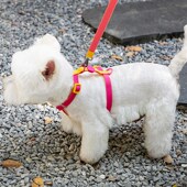 狗狗牵引绳防水胸背带狗狗游泳H工字带牵引小中大型犬背心式 狗绳