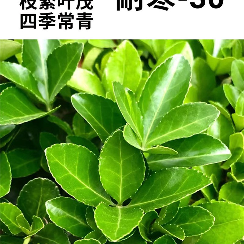 北海道冬青苗篱笆苗庭院绿化围栏围墙树苗大叶冬青四季常青绿化苗