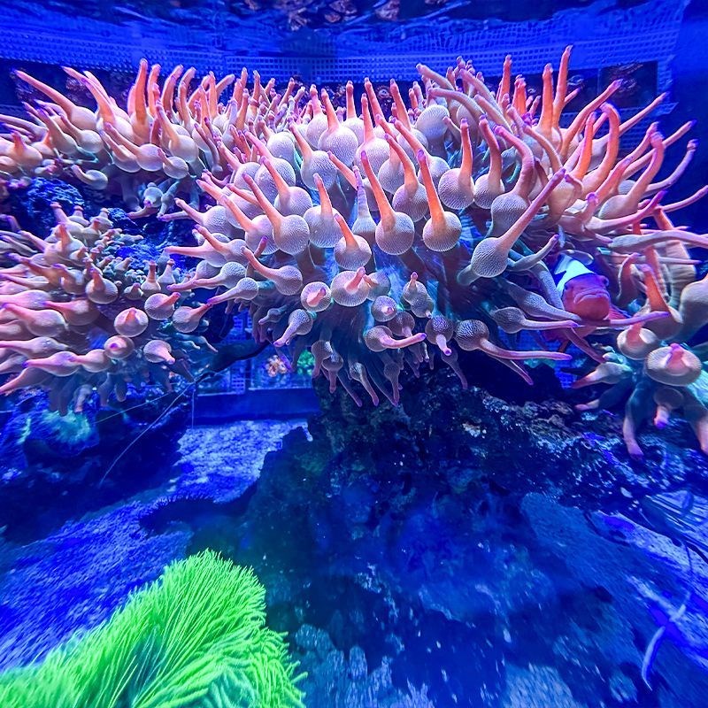 雪花红奶嘴海葵荧光绿红海葵珊瑚绿地毯小丑鱼共生软体