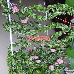 藤本植物花卉 卷叶球兰 球兰花苗 球兰花盆栽 带种植盆一颗包邮