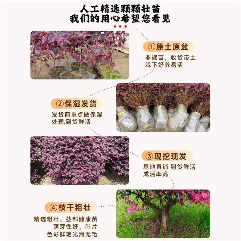 红花继木树苗老桩造型盆景庭院别墅地栽四季耐寒园林工程绿化苗木