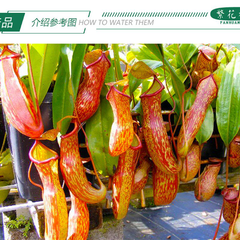 盖亚猪笼草【大型食人花巨型扑蝇草吊篮盆栽绿植驱蚊草】,鲜花速递/花卉仿真/绿植园艺,绿植,淘宝优惠券,粉丝福利购,淘宝优惠卷