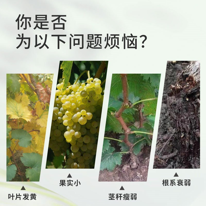 葡萄树专用颗粒肥料生物有机肥预防菌虫增产增收增甜水溶肥冲施肥
