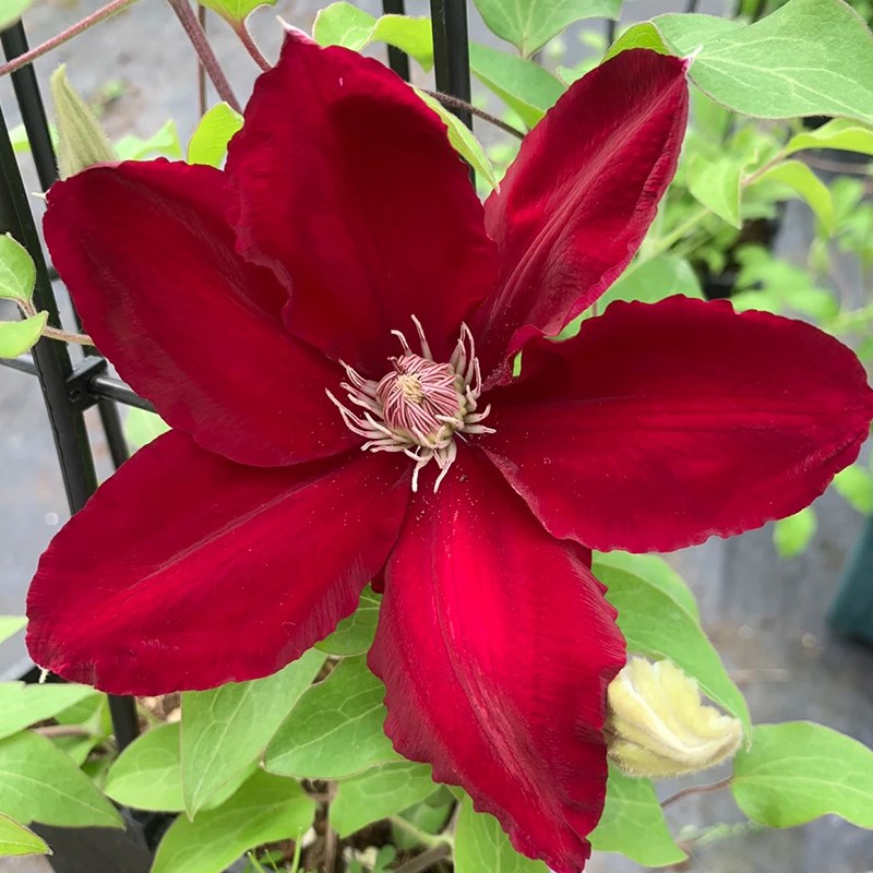 瑞贝卡铁线莲盆栽爬藤植物大苗重瓣大花藤本花卉四季勤花长势快速