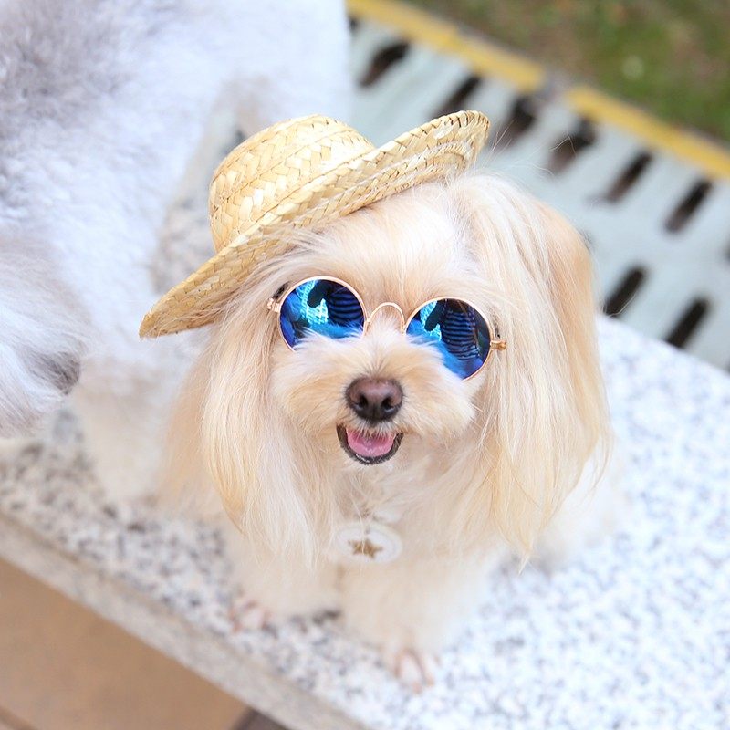 宠物小草帽狗狗帽子泰迪遮阳帽猫咪变装头饰中小型犬墨镜太阳眼镜,宠物/宠物食品及用品,帽子,淘宝优惠券,粉丝福利购,淘宝优惠卷