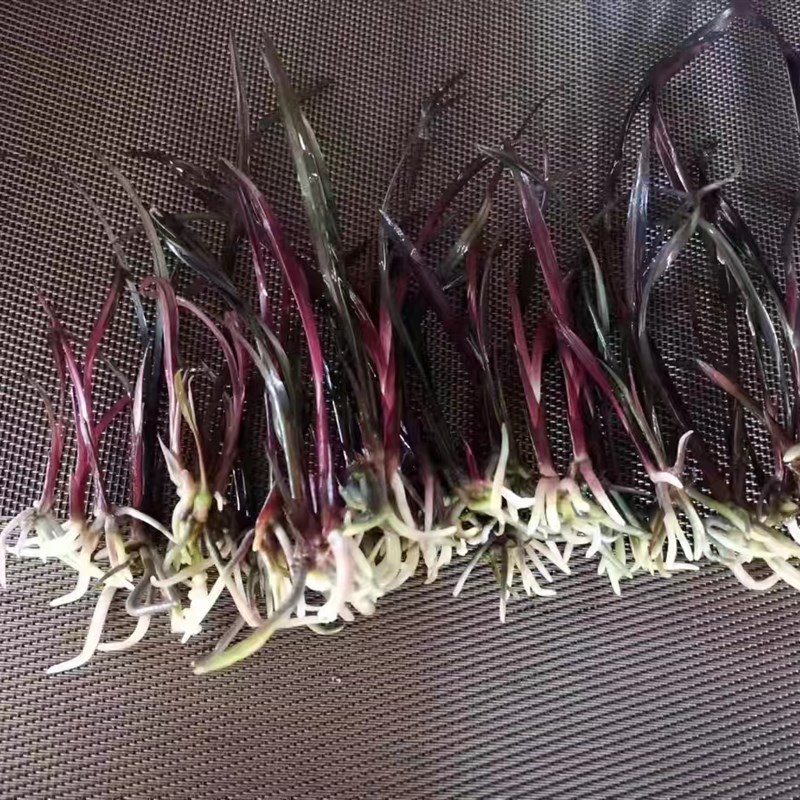 中国兰花浓香国兰四季兰建兰名品组培苗出瓶老种荷仙红草红荷盆栽