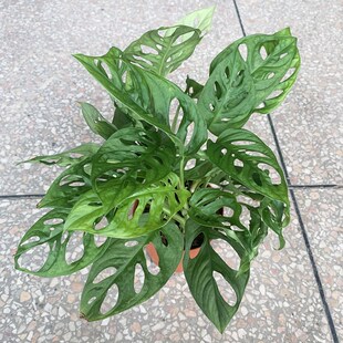 洞洞芋盆栽室内爬藤植物长藤垂钓仙洞龟背苗好养活桌面观叶小绿植