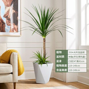 龙须树大型绿植多头黑珍珠龙血树龙铁树室内办公客厅盆栽花卉植物